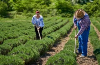 Funrural: Conheça o Fundo de Assistência ao Trabalhador Rural