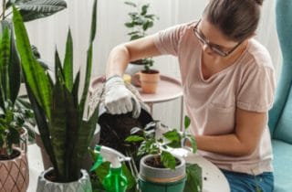 Como Cuidar de uma Planta: Guia Básico para Regar, Adubar e Podar